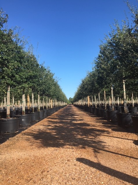 Southern Live Oak